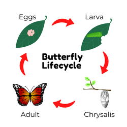 Butterfly Lifecycle img